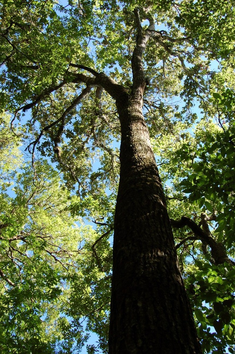 Quercus paxtalensis photo 6
