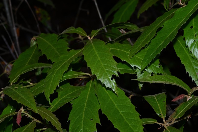 Quercus paxtalensis photo 7