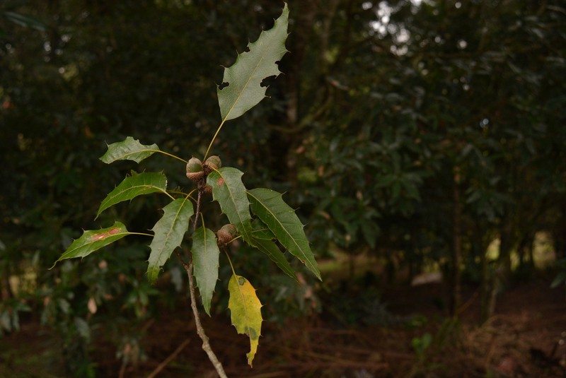 Quercus paxtalensis photo 8