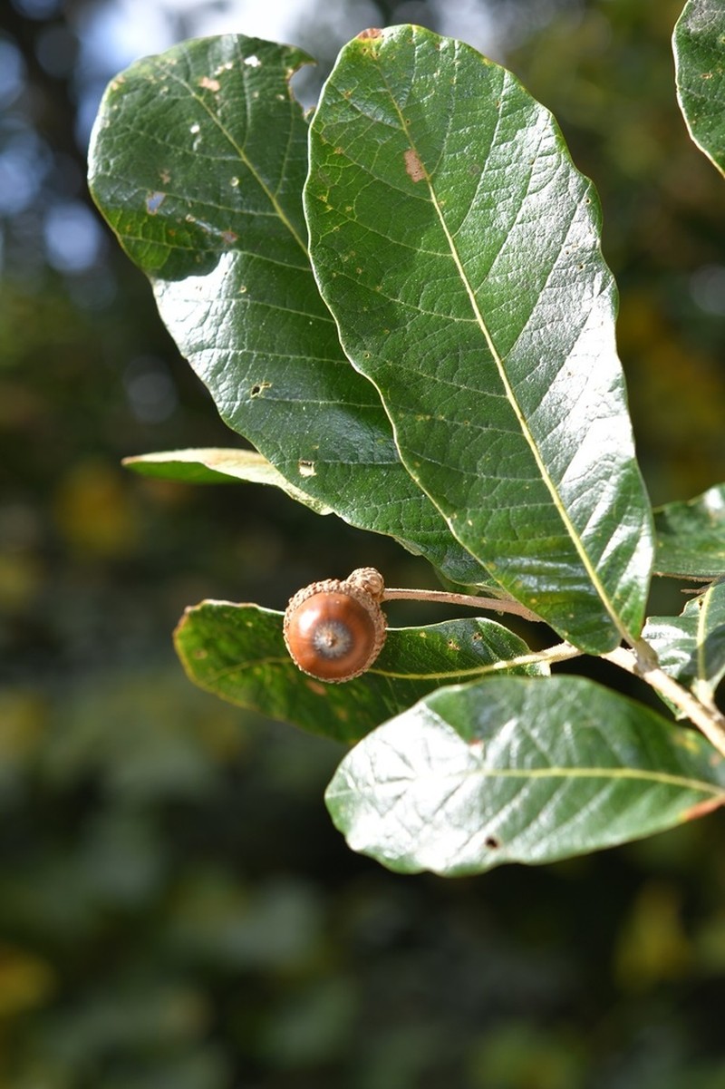 Quercus peduncularis photo 2