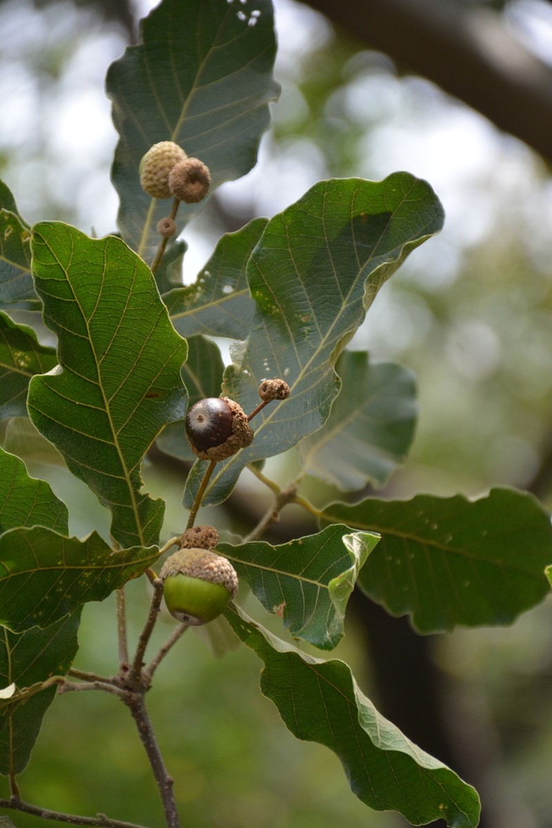 Quercus peduncularis photo 3