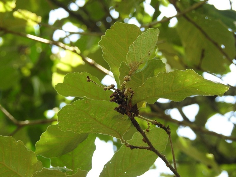 Quercus peduncularis photo 4