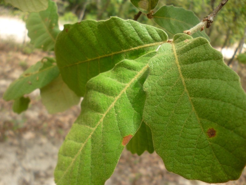 Quercus peduncularis photo 5