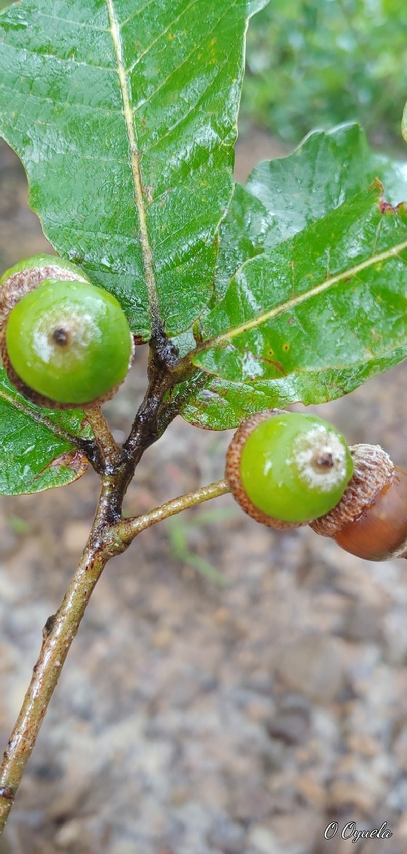 Quercus peduncularis photo 6