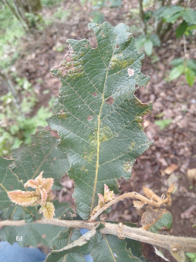 Quercus peduncularis photo 7