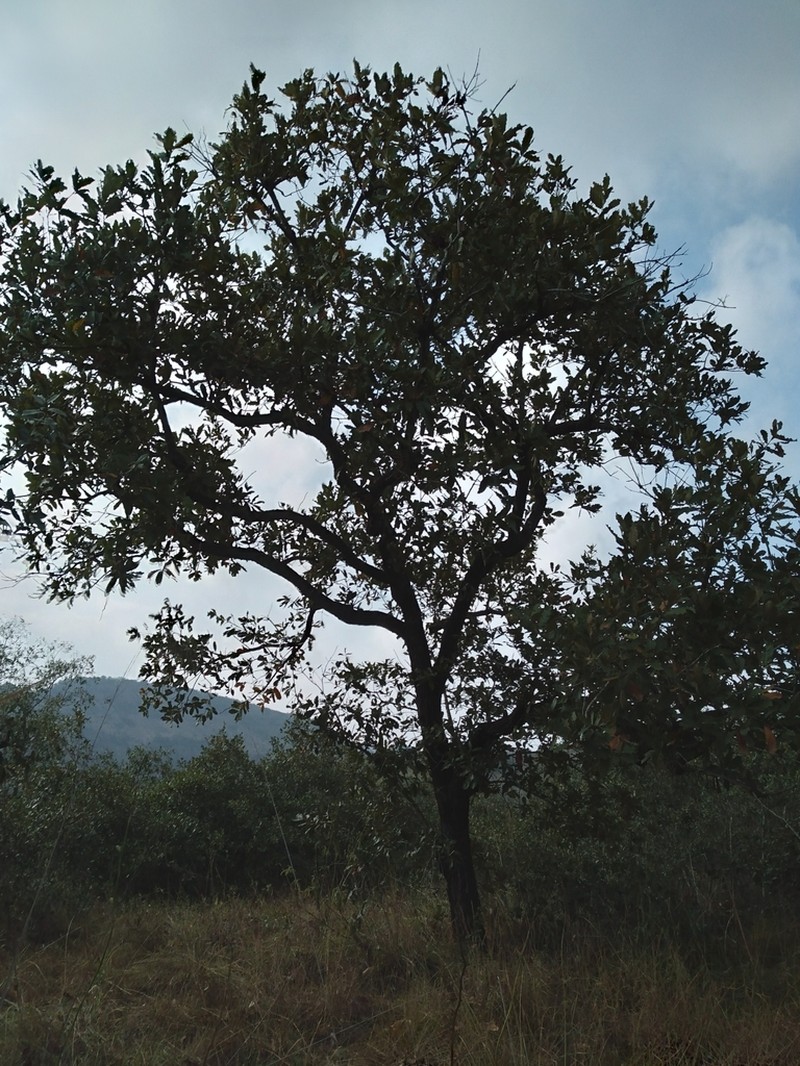 Quercus peduncularis photo 8