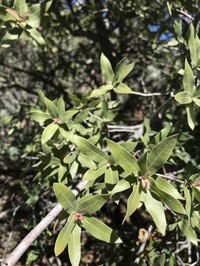 Quercus peninsularis