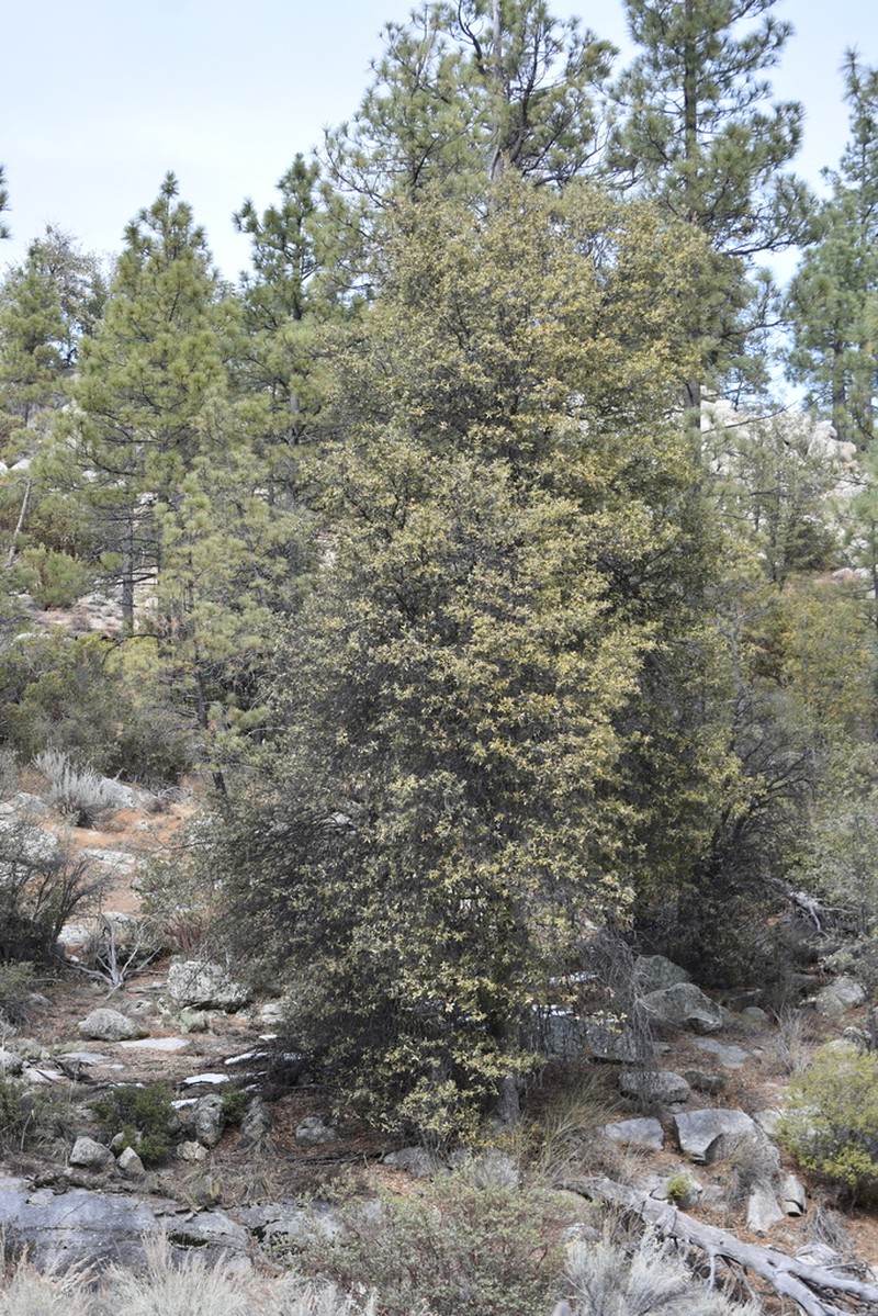Quercus peninsularis photo 2