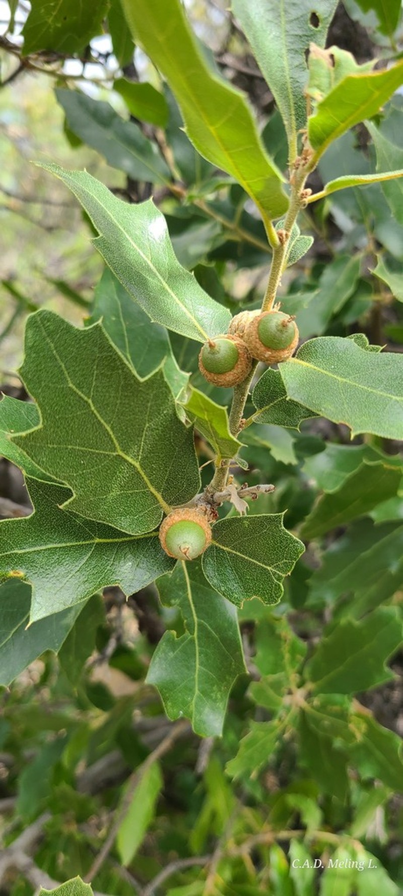 Quercus peninsularis photo 3