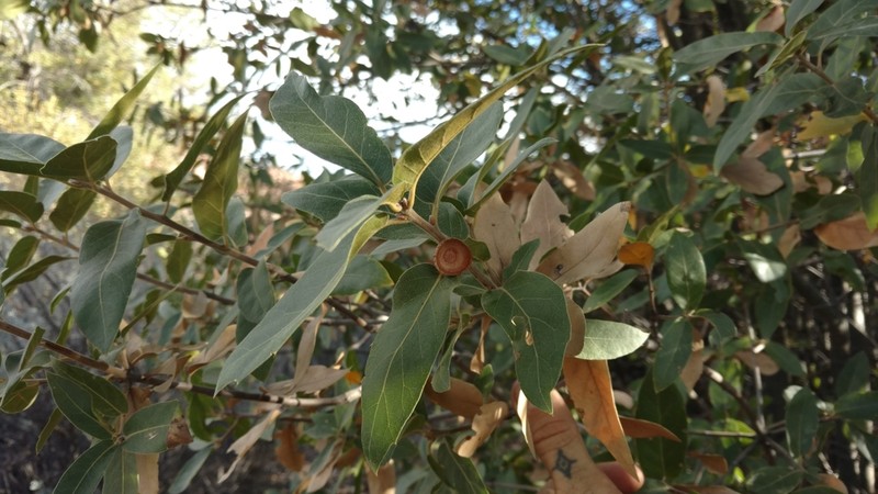 Quercus peninsularis photo 4
