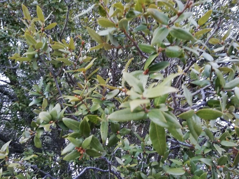 Quercus peninsularis photo 5