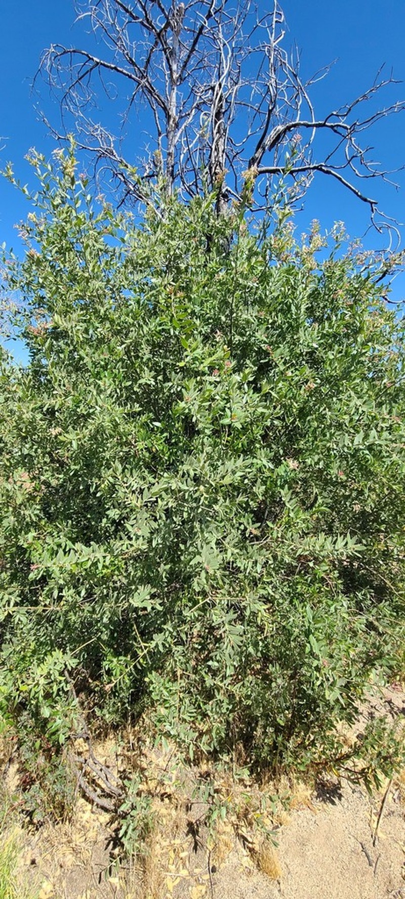 Quercus peninsularis photo 6