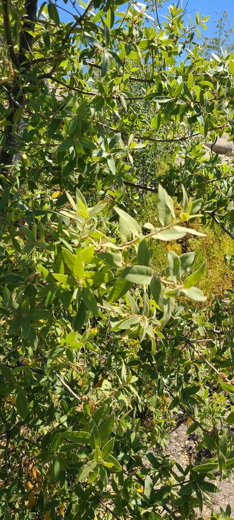 Quercus peninsularis photo 7