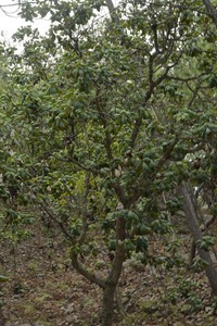 Quercus pennivenia
