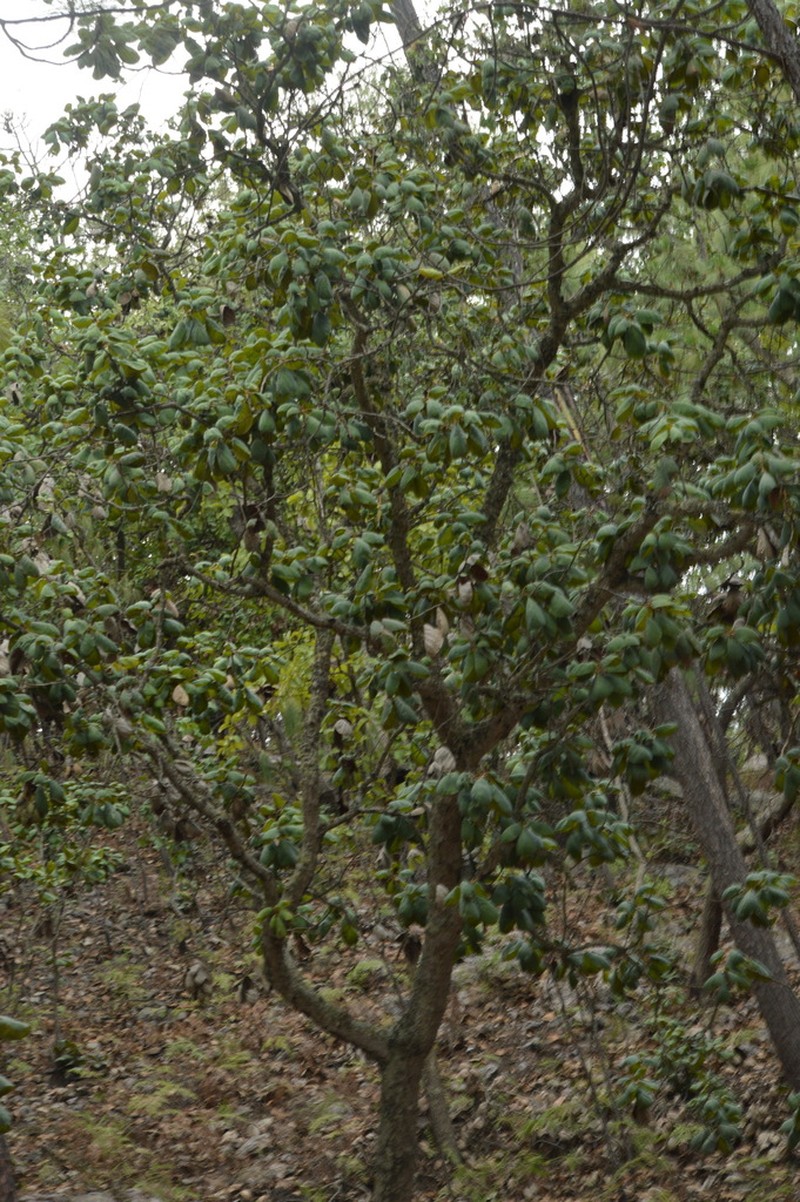 Quercus pennivenia