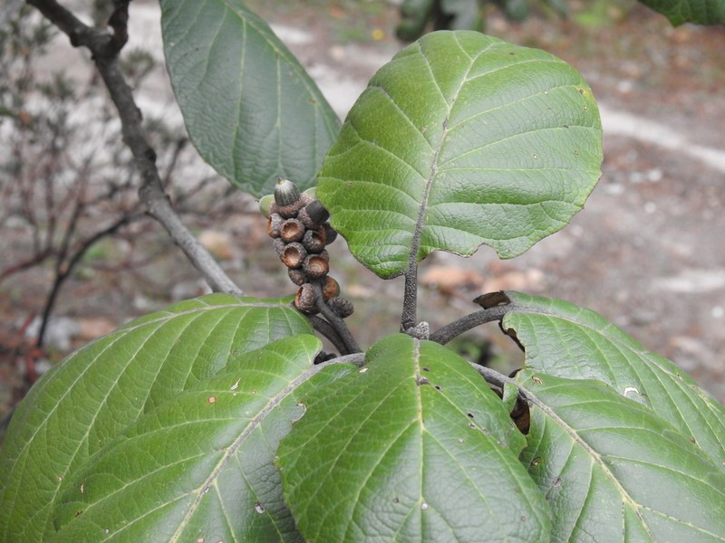 Quercus pennivenia photo 2