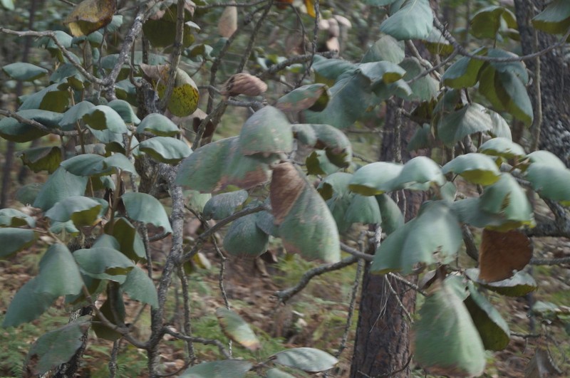 Quercus pennivenia photo 3