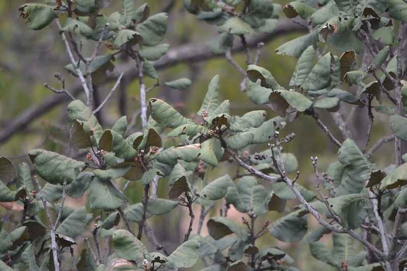 Quercus pennivenia photo 4