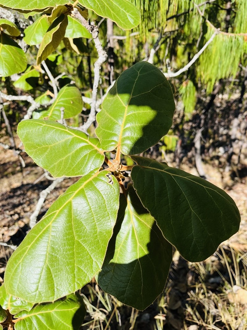 Quercus pennivenia photo 5