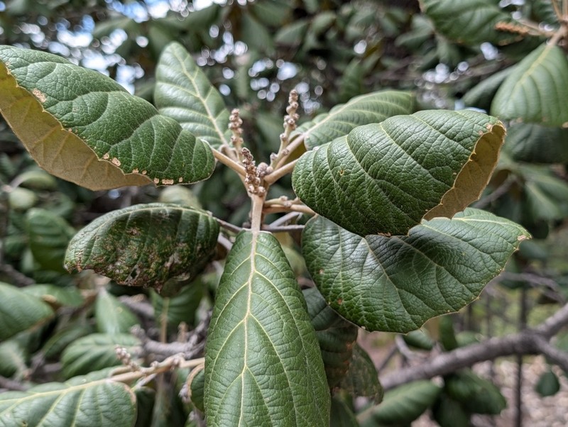 Quercus pennivenia photo 6