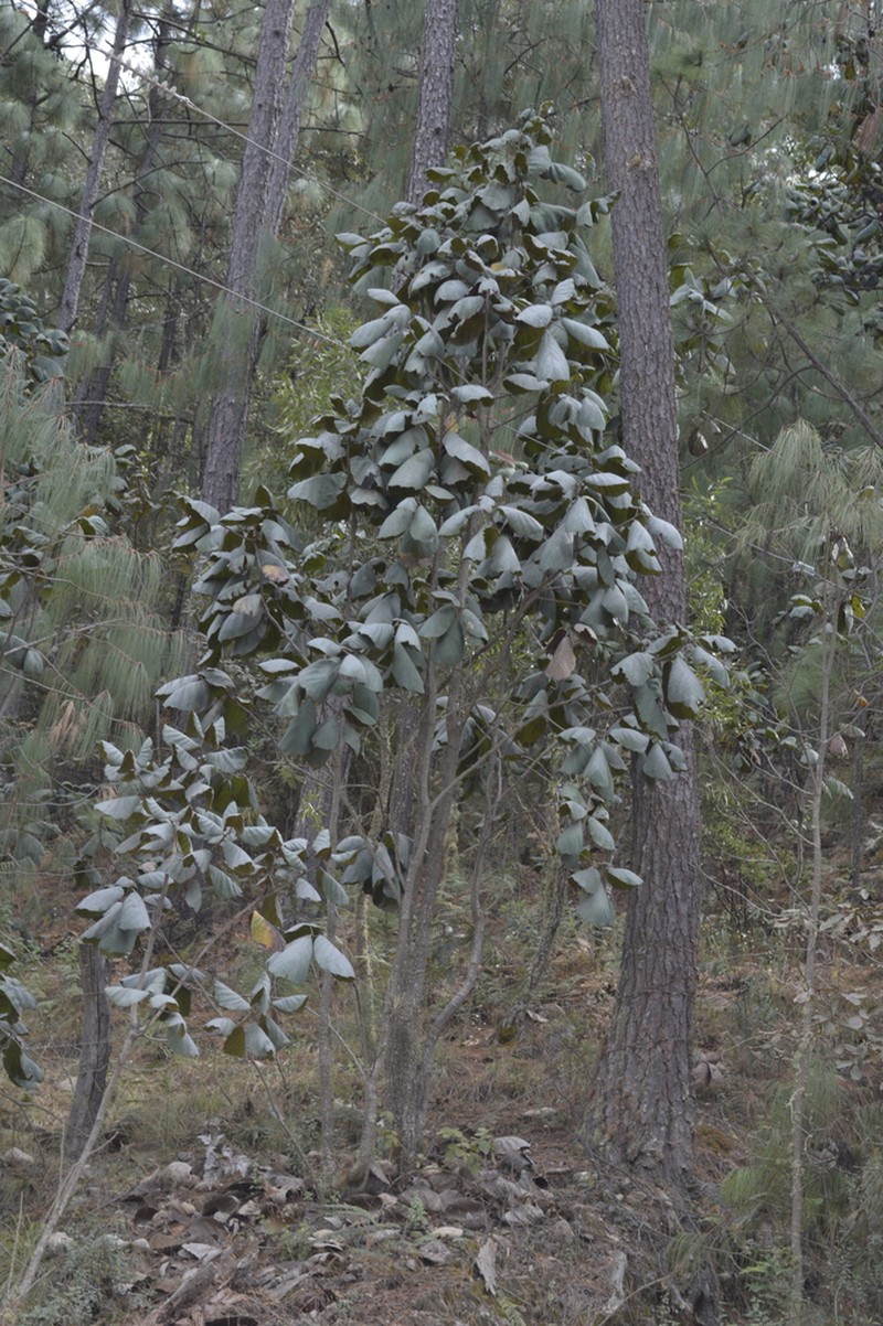 Quercus pennivenia photo 7
