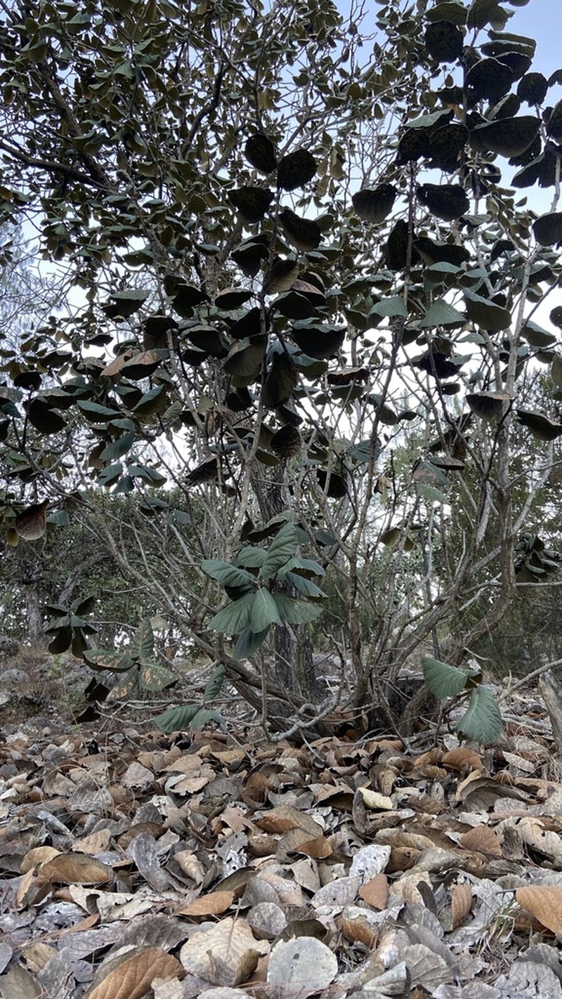 Quercus pennivenia photo 8
