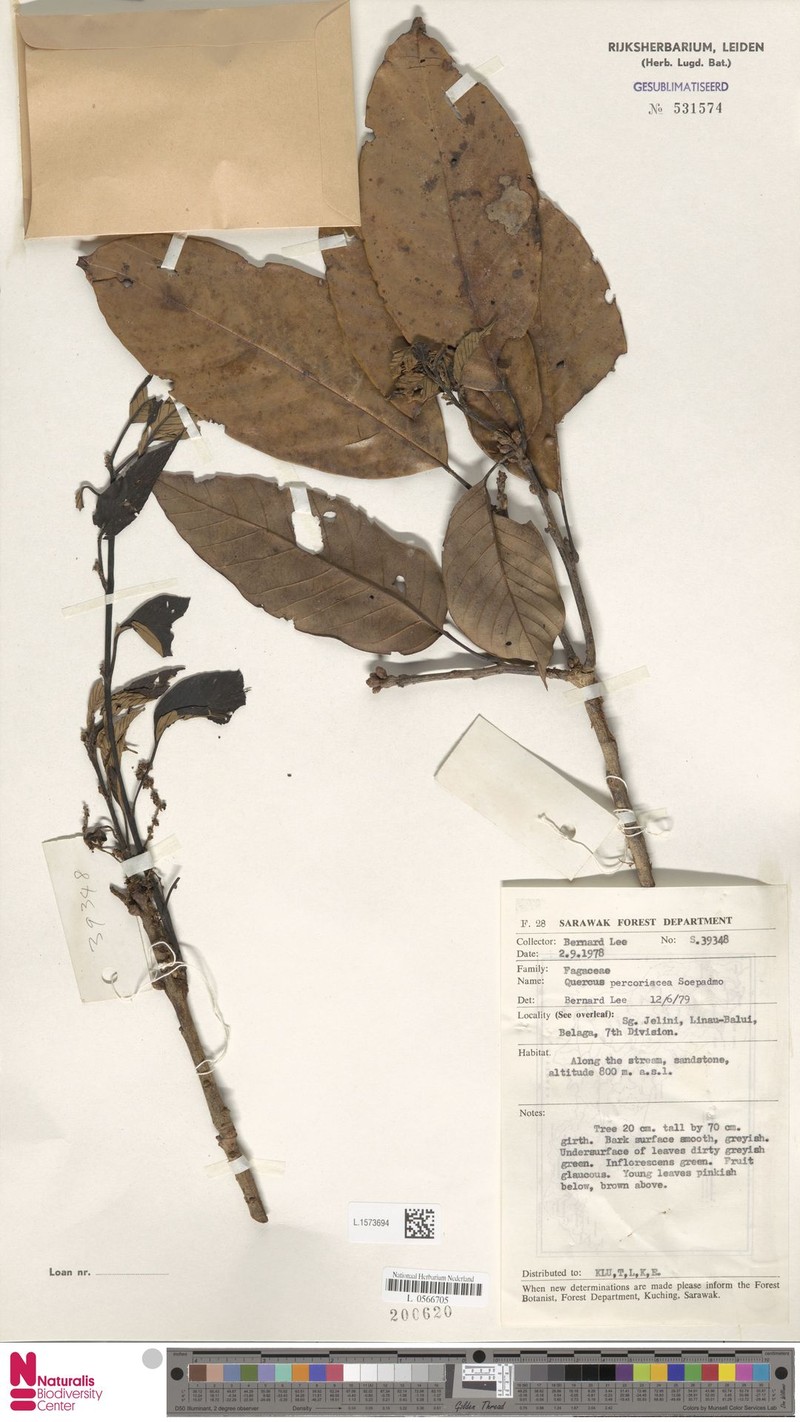 Quercus percoriacea