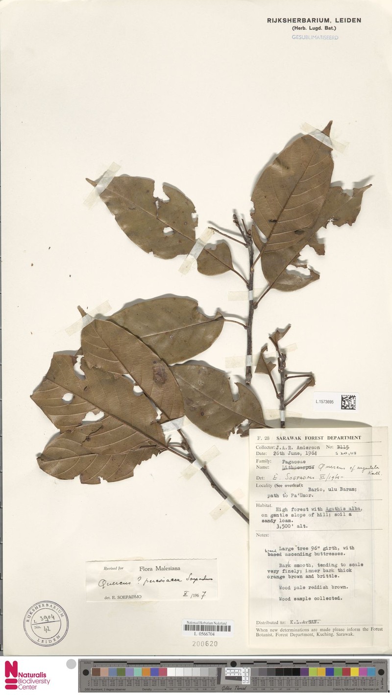 Quercus percoriacea photo 2