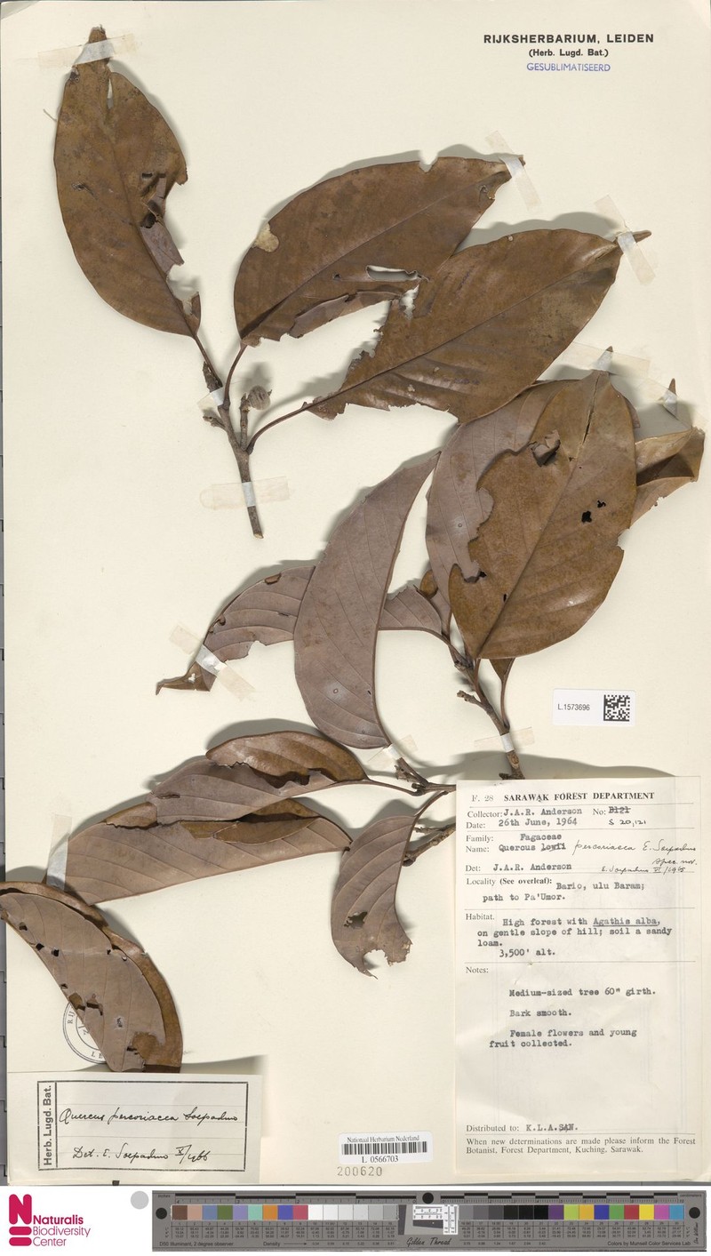 Quercus percoriacea photo 3
