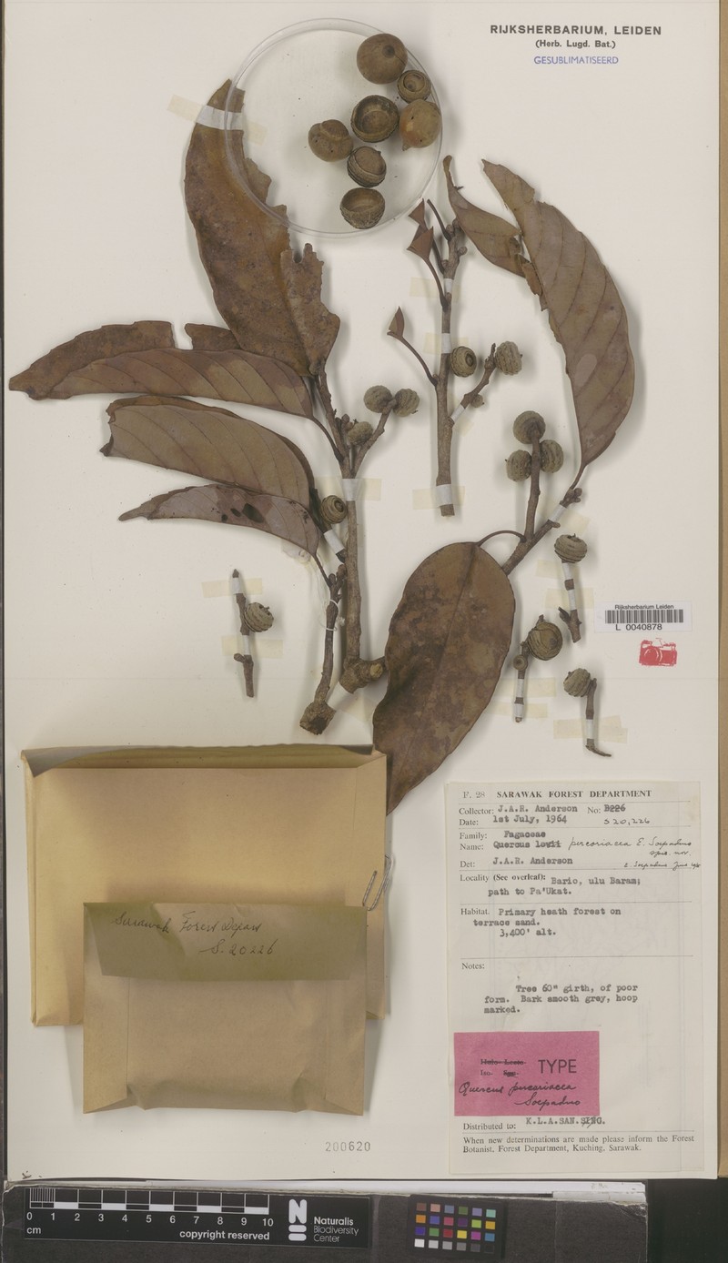 Quercus percoriacea photo 4