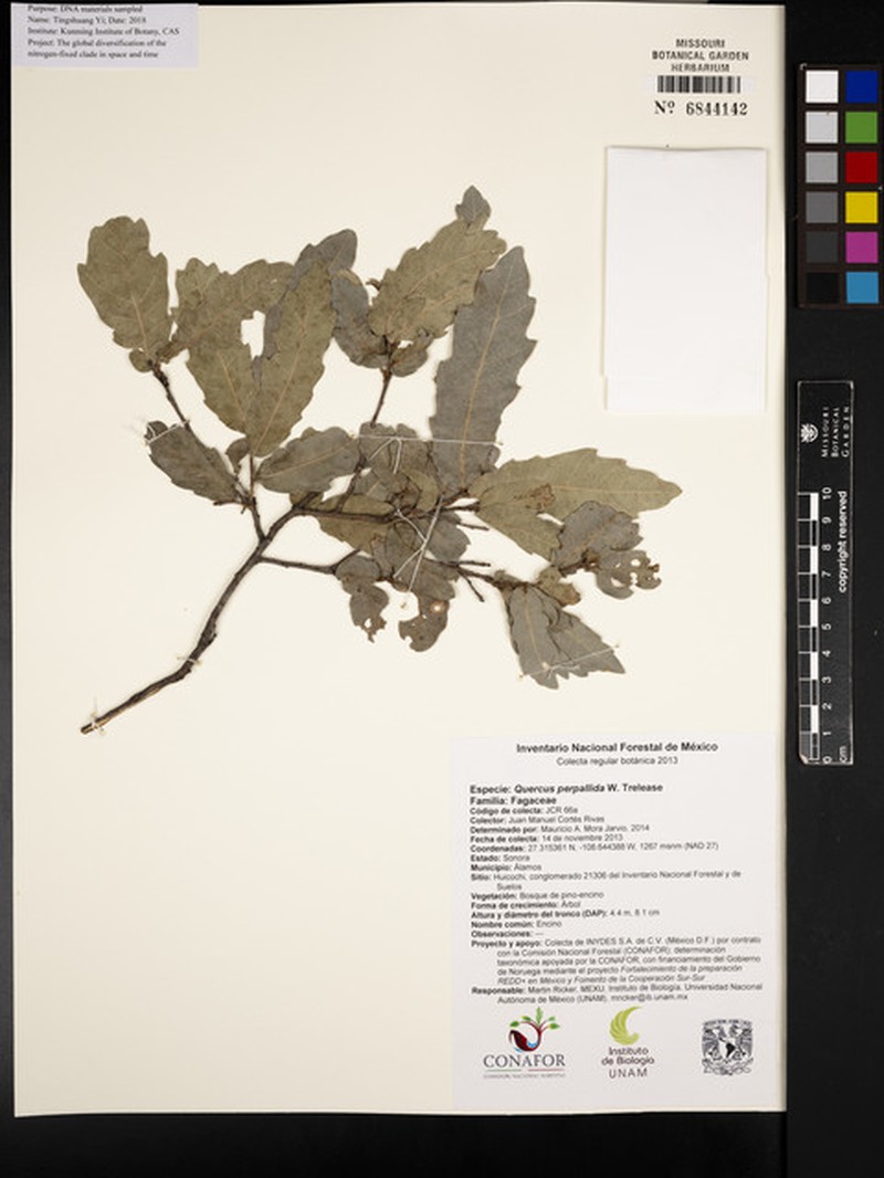 Quercus perpallida