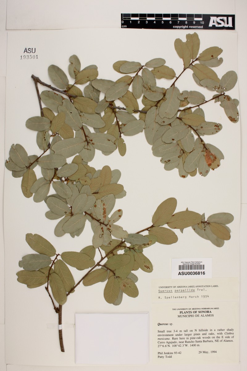 Quercus perpallida photo 2