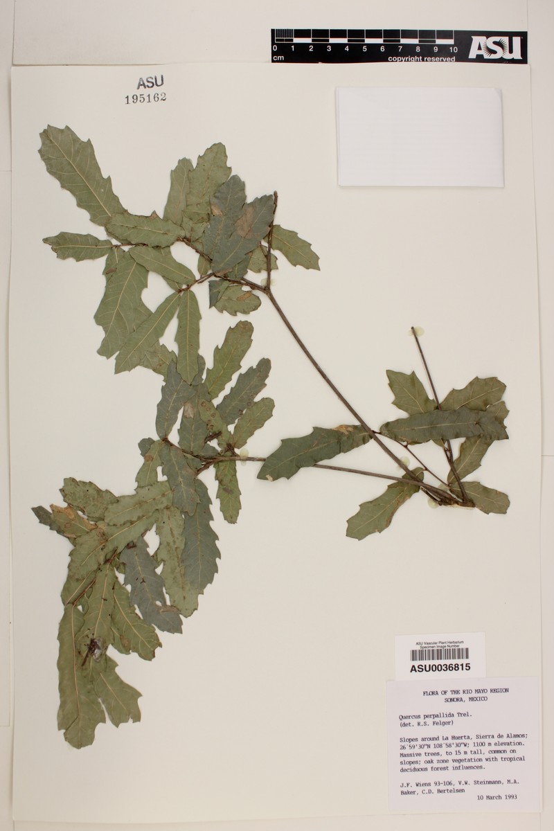 Quercus perpallida photo 3