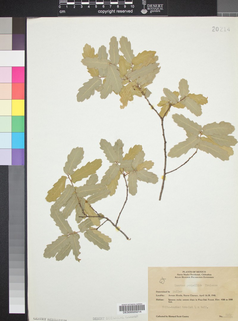 Quercus perpallida photo 4