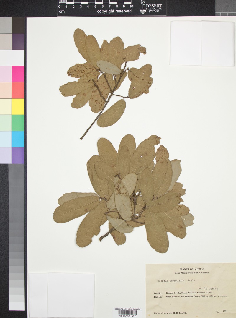 Quercus perpallida photo 5