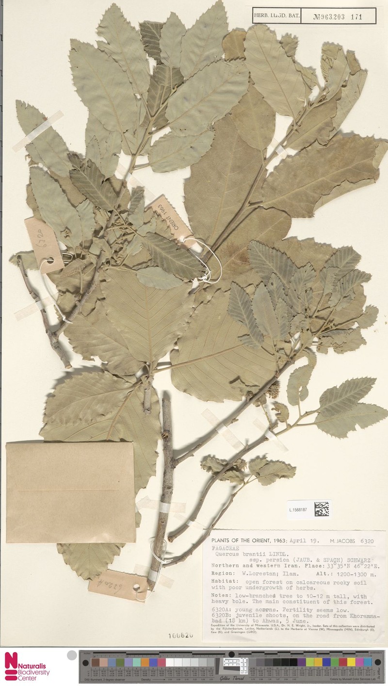 Quercus persica