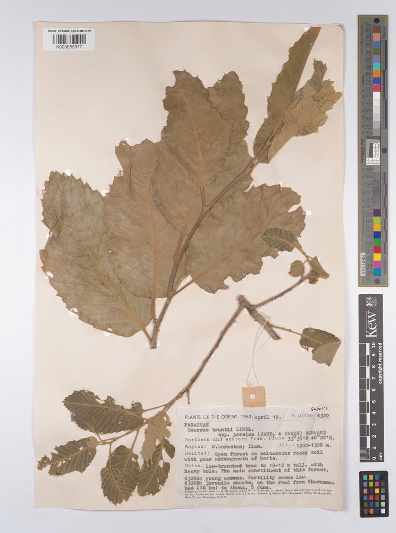 Quercus persica photo 2