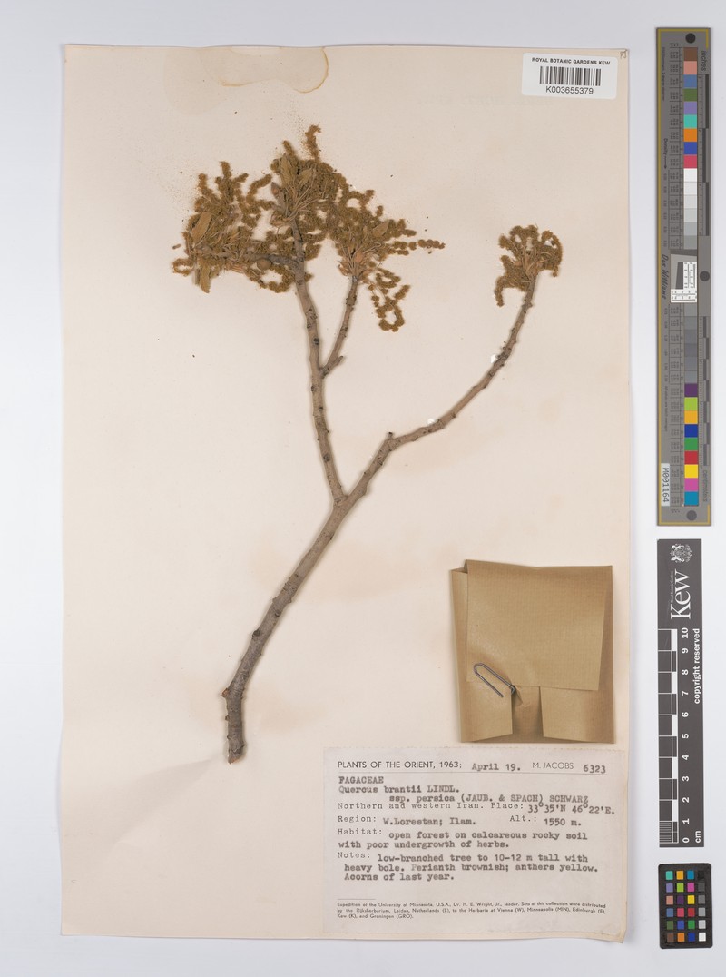 Quercus persica photo 3