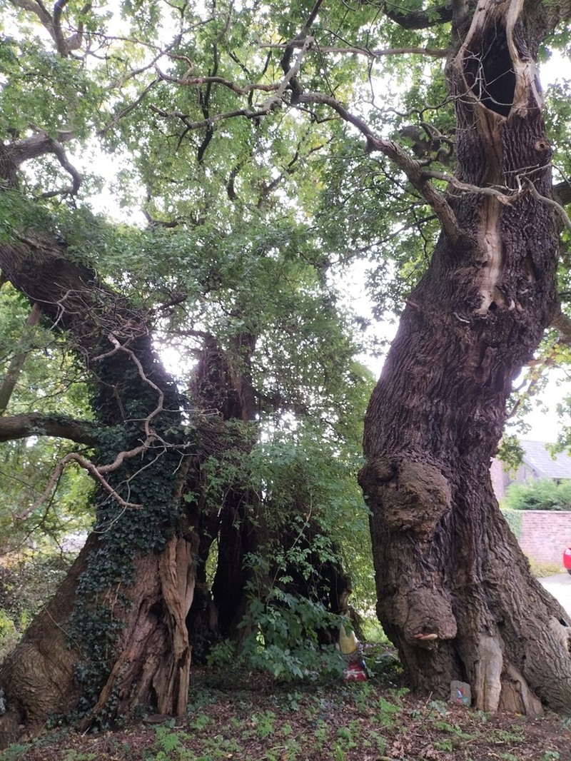 Durmast Oak photo 3