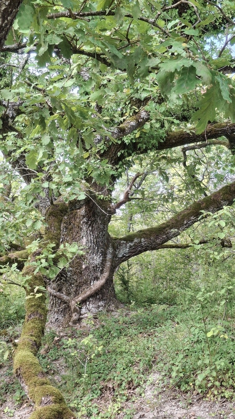Durmast Oak photo 4