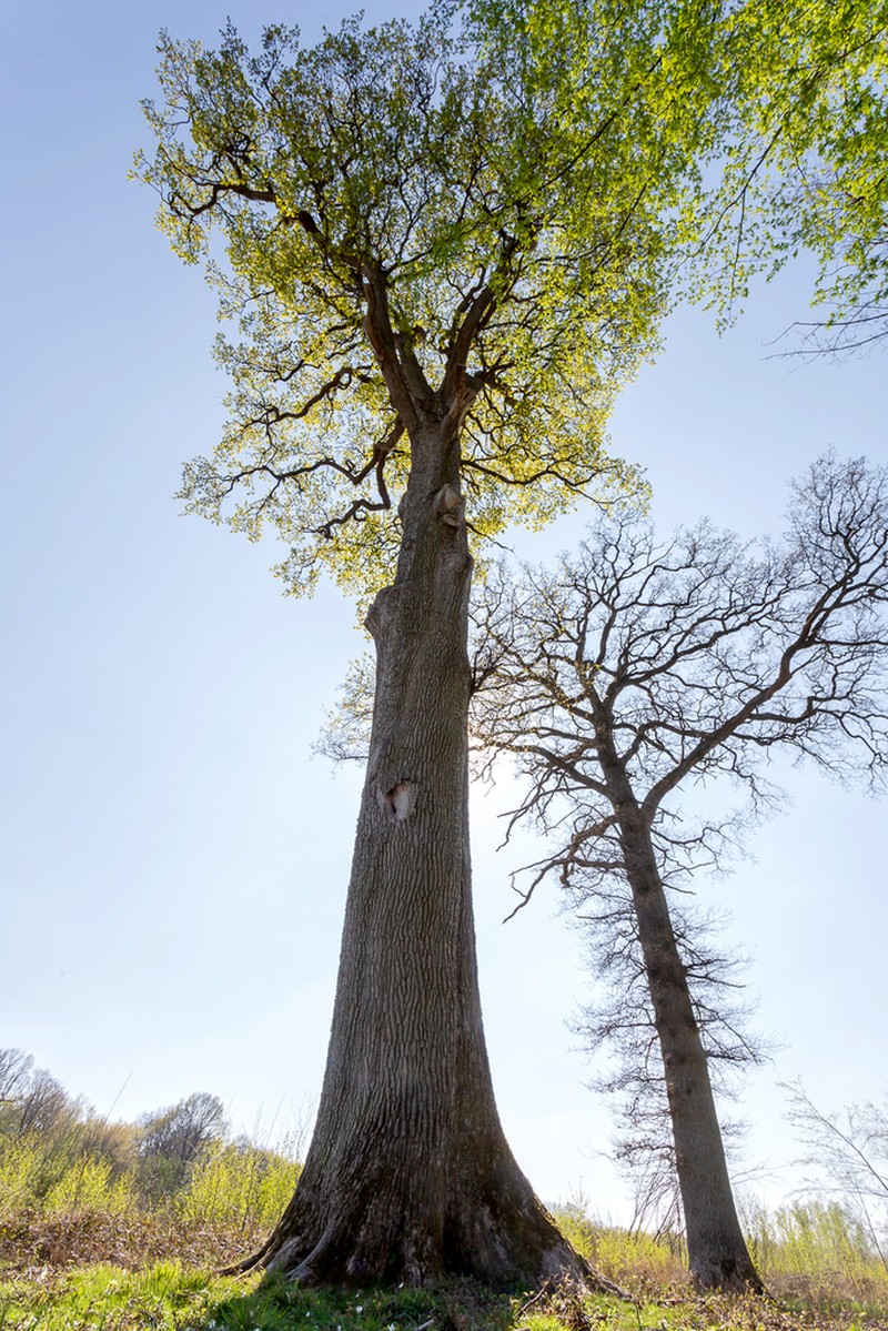 Durmast Oak photo 5