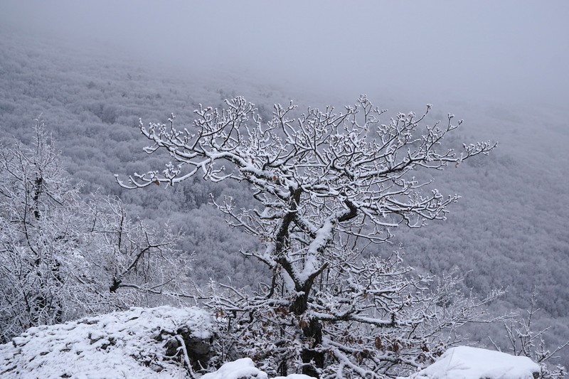 Durmast Oak photo 6