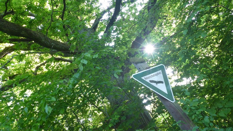 Durmast Oak photo 7