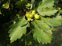 Durmast Oak