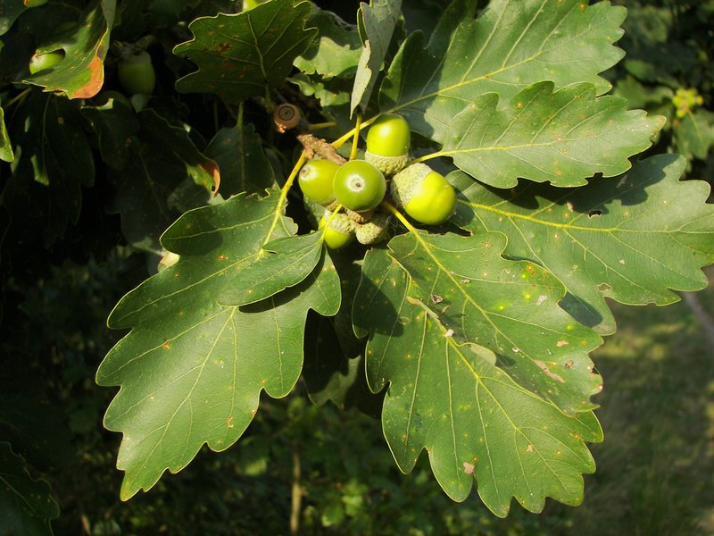 Durmast Oak