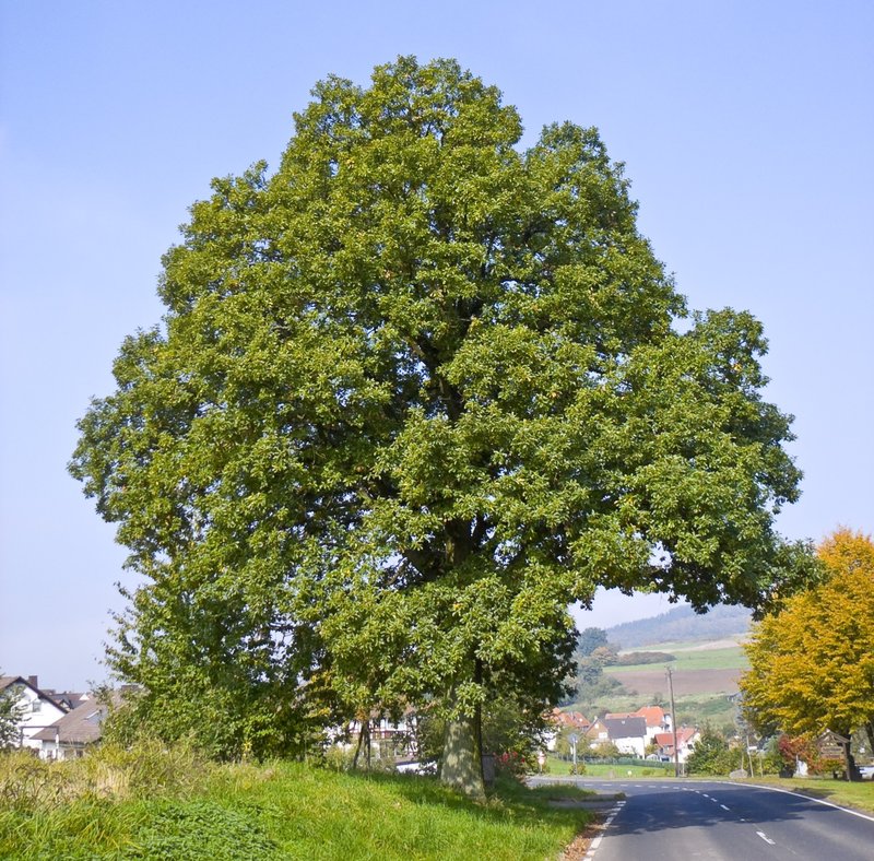 Durmast Oak photo 2