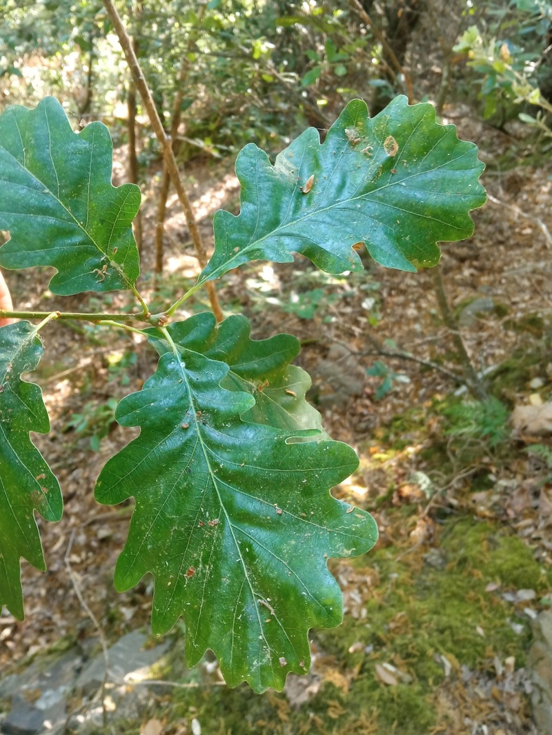 Quercus petraea subsp. huguetiana