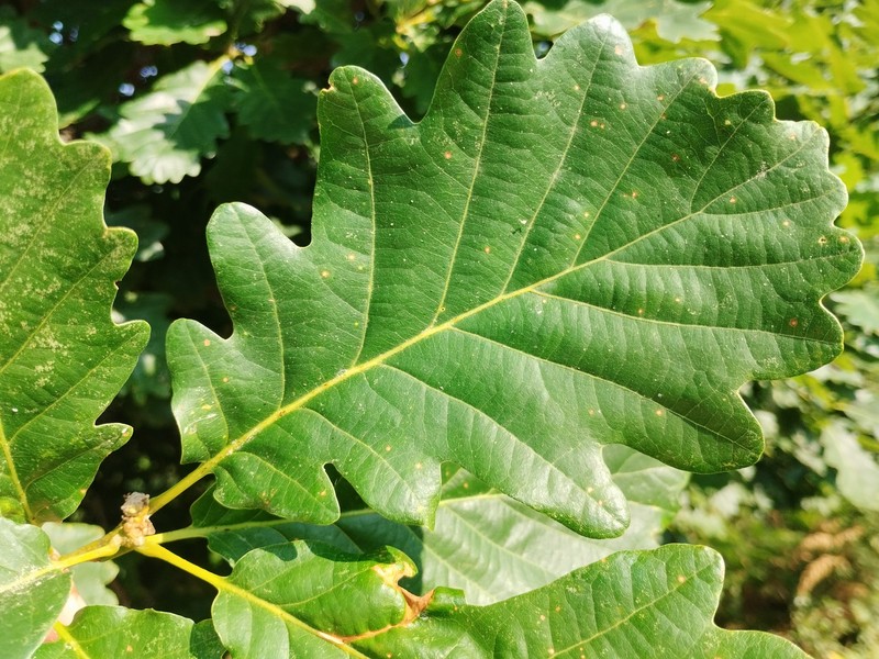 Quercus petraea subsp. huguetiana photo 2