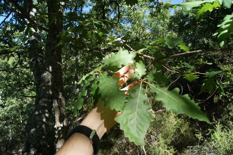 Quercus petraea subsp. huguetiana photo 3