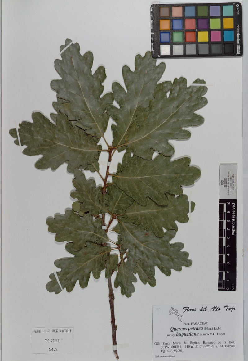 Quercus petraea subsp. huguetiana photo 4